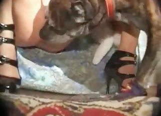 Dog frantically tries to fuck that pussy