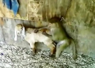 Cute monkey is trying to fuck a lamb
