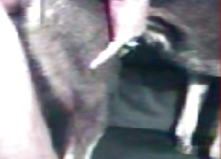 Impressive zoo sex from behind