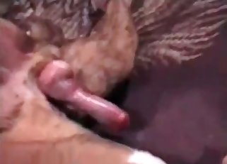 Dog cock is straight-up mesmerizing