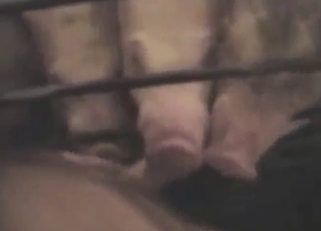 Piglet crew sucking that dick in POV video