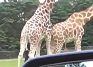 Wanting to get off with these giraffes is great