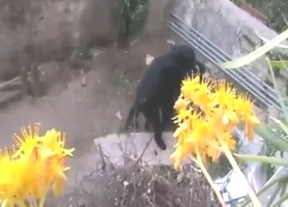 Lab fuck movie with two black dogs screwing