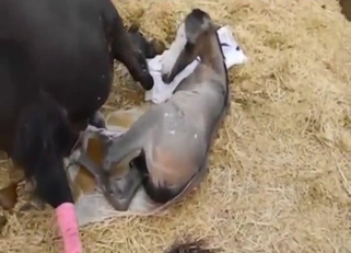 This is not bestiality sex per se, but also hot