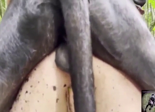 Gets her vag destroyed by a dog in the woods