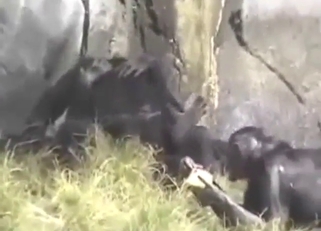 Bisexual apes enjoying wild stuff outdoors