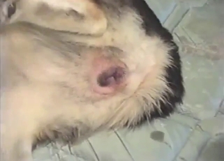 Aggressive bestiality sex with a furry beast