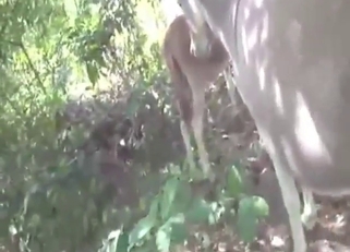 Sexy mare is going to be ripped apart for real