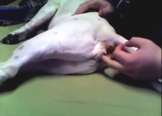 Assfuck bestiality sex: lots of finger insertion