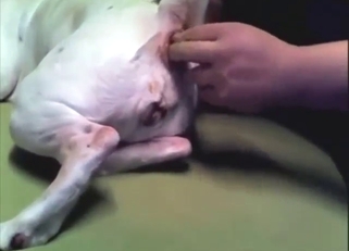 Assfuck bestiality sex: lots of finger insertion