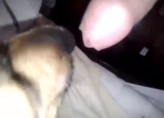 Nighttime erotic blowjob from a very sexy dog