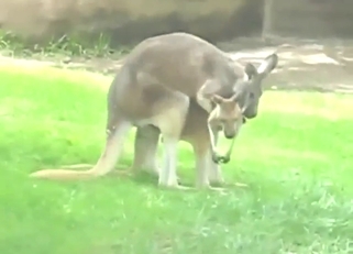 Zoo XXX movie with a kangaroo and another beast