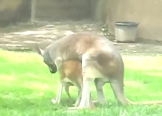 Zoo XXX movie with a kangaroo and another beast