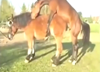 Picked up and gaped that horse pussy hard