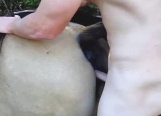 Mare pussy punished from behind, so hard