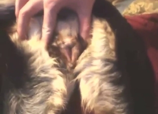 zoophile porn movie shows a guy drilling a dog