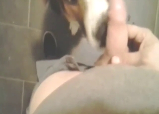Pretty-faced dog licking all over zoophile cock