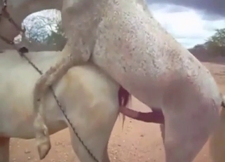 Female horse anatomy utilized by large stallion