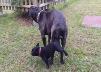 Black dog drills into a smaller black dog outside