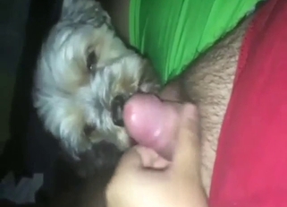 Slutty animal sucking penis in a POV movie