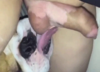 Bulldog sucks cock for kicks, it's very neat
