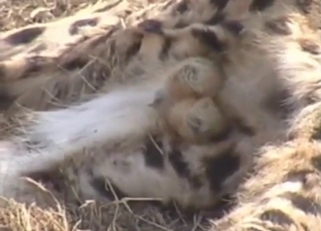 Cheetah showing these nuts for the camera