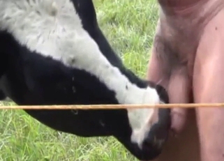 Farmer scoring juicy blowie from a cock-hungry cow
