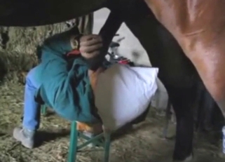 Dude chugging horse pee like filthy thirsty freak