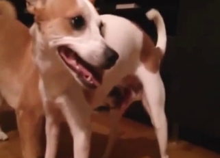 Jack Russell pup getting doggy foreplay, wild