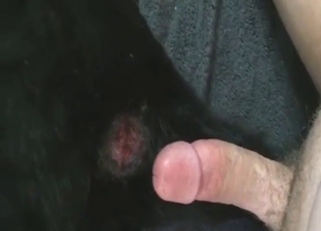 Kinky dog's sore asshole getting fucked stupid raw