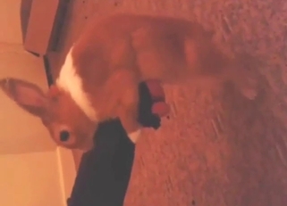 Bunny is going to dry-hump that foot on cam