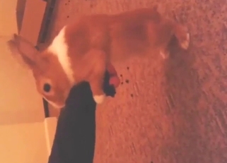 Bunny is going to dry-hump that foot on cam