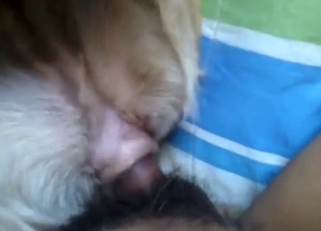 Hispanic hard-on servicing a dog's wet cunt