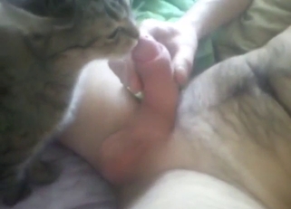Cute animal licking that boner with great care