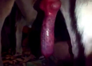 Homosexual dog fucking that guy's tight hole