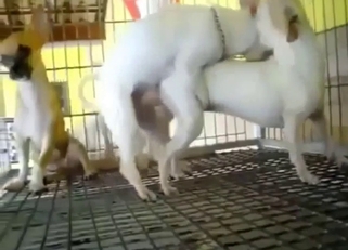 Chihuahua threesome fuckfest with cute teasing
