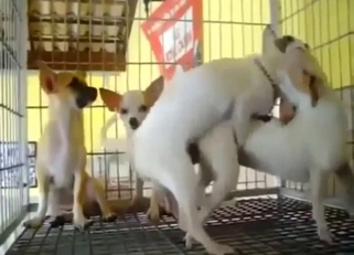 Chihuahua threesome fuckfest with cute teasing