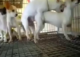 Chihuahua threesome fuckfest with cute teasing