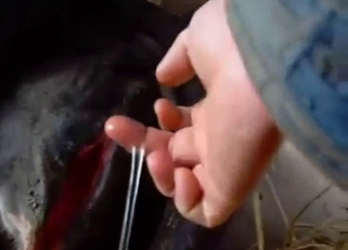 Heat-crazed cow's pussy getting tongue-nailed
