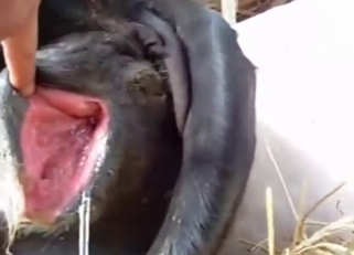 Heat-crazed cow's pussy getting tongue-nailed