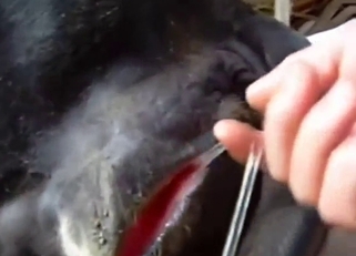 Heat-crazed cow's pussy getting tongue-nailed