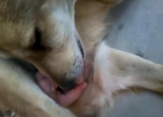Dog's nice penis is getting stroked, it's fun