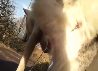Husky fuck with pissing, teasing, and orgasms