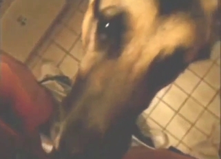 Horned-up dog practicing its awesome fellatio