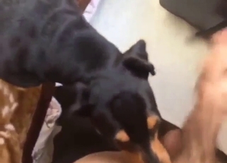 Dog is going to lick that boner big time