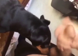 Dog is going to lick that boner big time