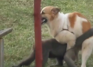 Hot zoo sex with a dog that fucks a monkey