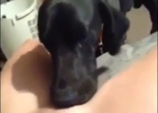 Handjob in zoophile porn: hot hand-pumping