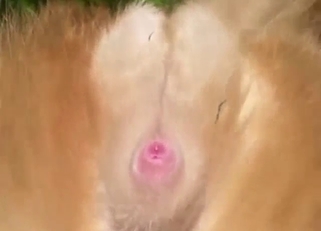 Cat's testis in zoo XXX with nice twists