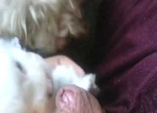 Foreskin foreplay in bestiality sex with a dog